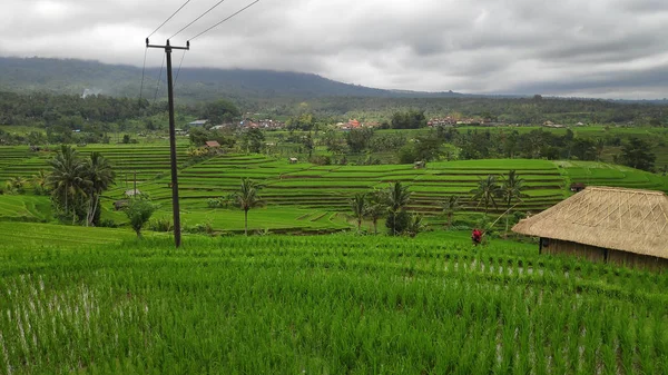 Jatiluwih ris terrass dag i Ubud, Bali — Stockfoto
