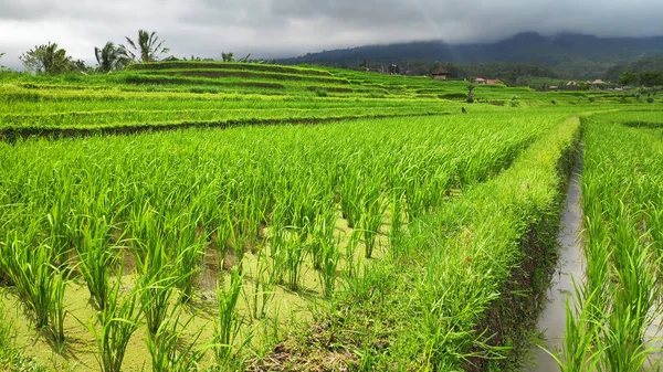 Jatiluwih dzień taras ryżu w Ubud Bali — Zdjęcie stockowe