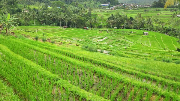 Jatiluwih rice terrace with sunny day in Ubud, Bali — Stock Photo, Image