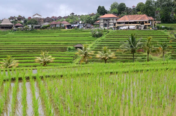 Jatiluwih rice terraces in Tabanan, Bali, Indonesia. — Stock Photo, Image