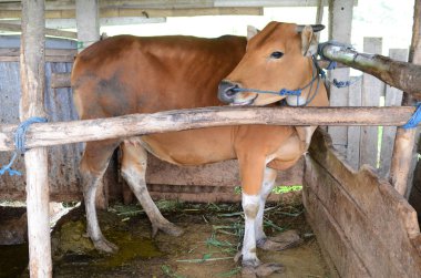 Bali dili sığır içinde belgili tanımlık kafes