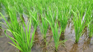 Jatiluwih pirinç Teras güneşli bir günde Ubud, Bali ile