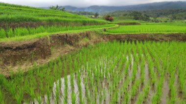 Jatiluwih pirinç Teras güneşli bir günde Ubud, Bali ile