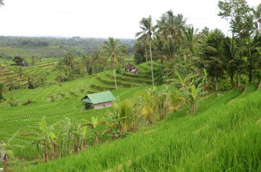 Jatiluwih pirinç Teras Ubud, Bali