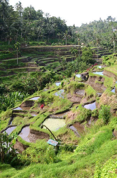 Tegalalang rijstterrassen in Ubud, Bali — Stockfoto