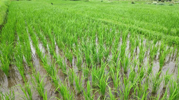 Jatiluwih rijstvelden met zonnige dag in Ubud, Bali — Stockfoto