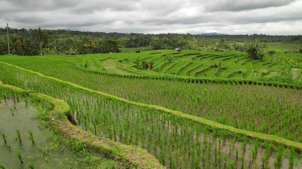 Jatiluwih rice terrace with sunny day in Ubud, Bali — Stock Photo, Image