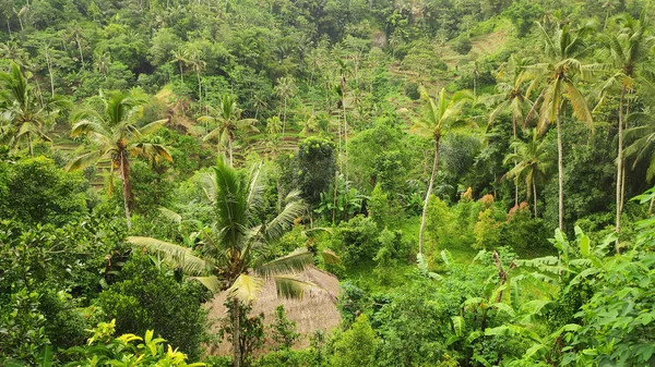 巴厘岛乌布的自然景观 — 图库照片