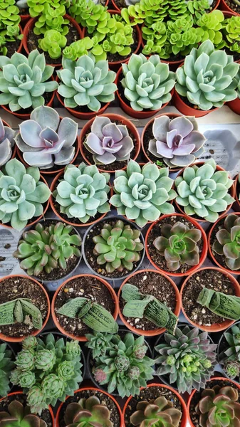Diversidad de cactus y suculentas — Foto de Stock