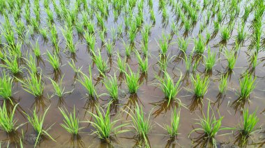 Genç taze yeşil paddy alan