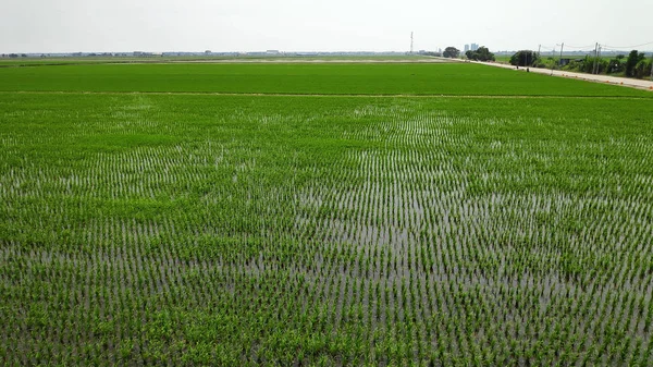 Campo de arroz verde fresco joven —  Fotos de Stock