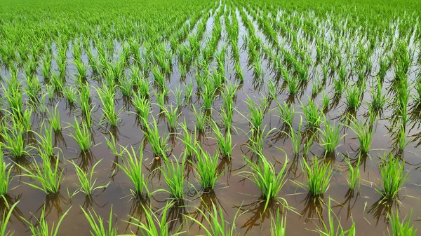 Junge frische grüne Reisfelder — Stockfoto