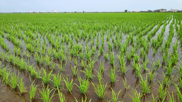 Genç taze yeşil paddy alan — Stok fotoğraf