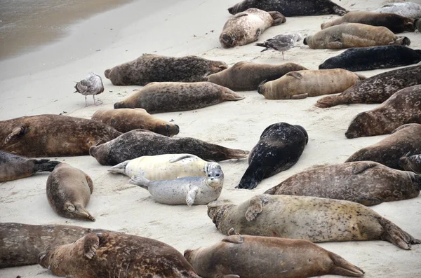 Sea lions sunbathe on the beach — Stock Photo, Image