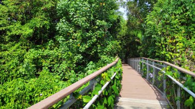 Güneşli bir günde ormandan geçen patika 