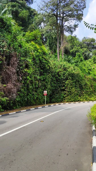 Curva de camino con línea a las montañas bosque de árboles verdes en las carreteras —  Fotos de Stock