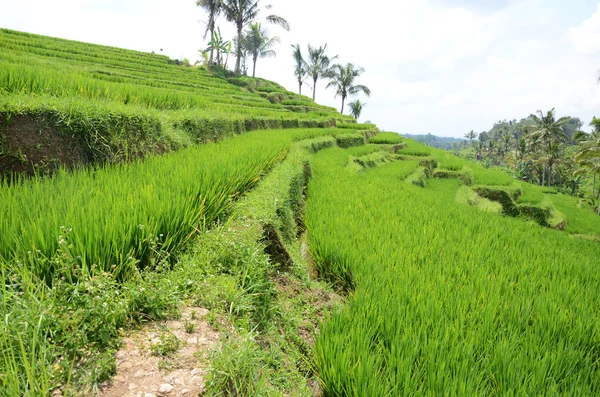 Tarasy ryżowe pole ryżowe Jatiluwih na Bali — Zdjęcie stockowe