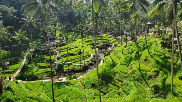 インドネシア・バリのテガララン棚田 — ストック写真