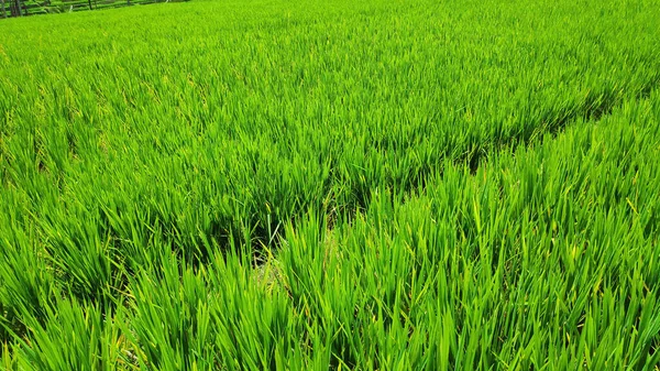 Рисовая терраса Jatiluwih с солнечным днем — стоковое фото