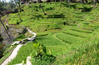 Tegallalang pirinç terasları Ubud, Bali, Endonezya