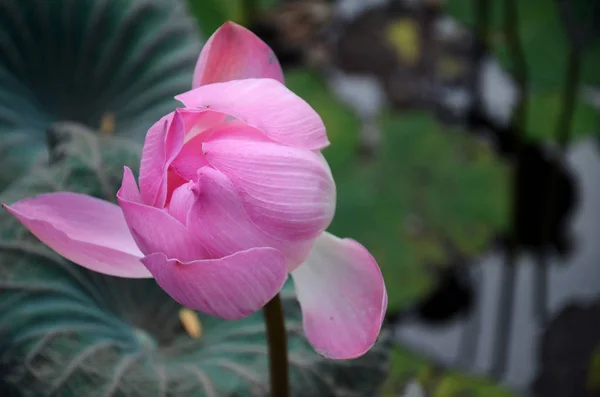 Bourgeon de fleur de lotus dans un étang — Photo