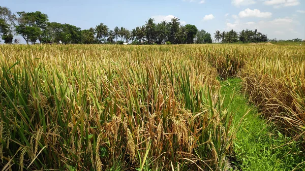 Rice Paddy fält i harverting säsongen — Stockfoto