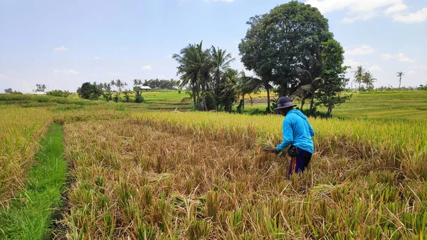 Indonesian farmer man harvests the rice in the fields of Ubud, B — Stockfoto