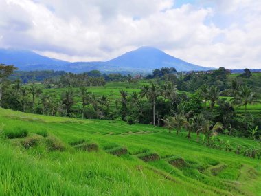 Bali Endonezya 'daki yeşil pirinç tarlalarının manzarası