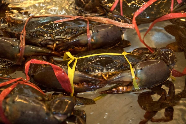 Crabes Vivants Enveloppés Dans Des Rubans Dans Une Boîte Métallique — Photo