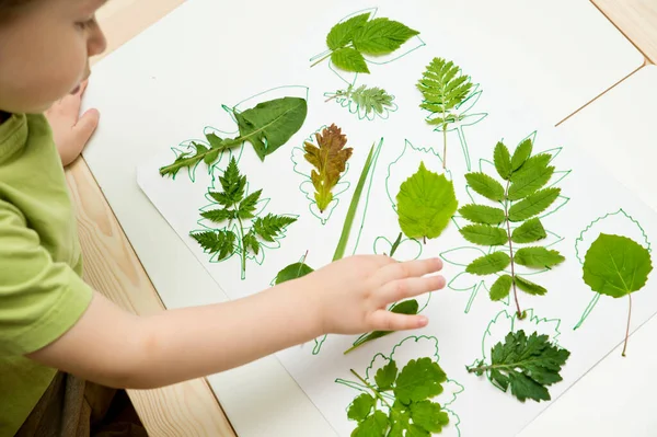 Ayırıcı oyuncak. Contour sembolü. Orman ve çayır otlakları. Odaklanma, konsantrasyon ve ince motor beceriler için Montessori metodoloji aracı.