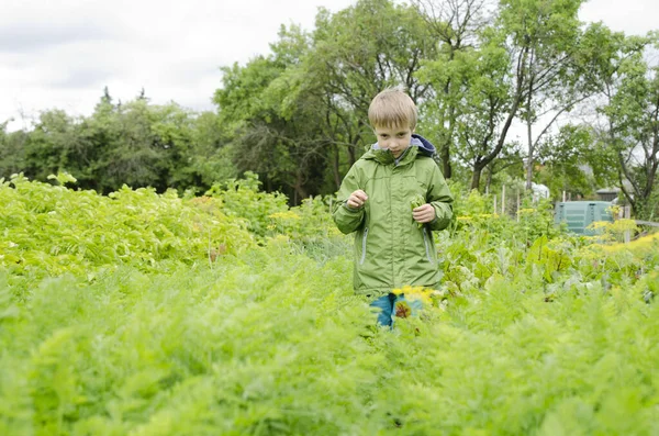 Young gardener with a green jacket and a handful of fresh pea pods.