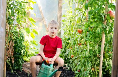 Sevimli küçük çocuk serada salatalık ve domates hasat ediyor. Yeşil evlerde olgun sebze mevsimi.