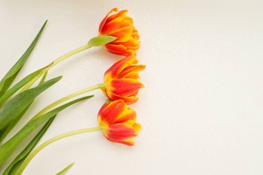 Bahar çiçekleri. Beyaz arka planda turuncu lale. Düz yatıyordu.