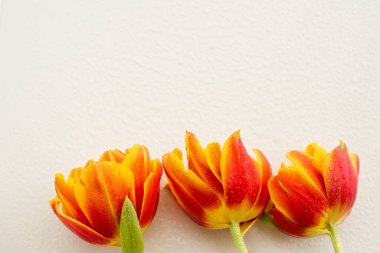 Bahar çiçekleri. Beyaz arka planda turuncu lale. Düz yatıyordu.