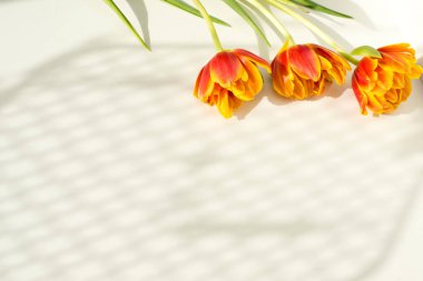 Bahar çiçekleri. Beyaz arka planda turuncu lale. Düz yatıyordu.