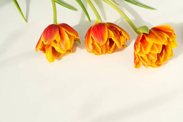 Spring flowers. Orange tulip on white background. Flat lay.