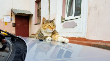 Fryazino, Rusya Federasyonu - 07 11 2018: eski bahçedeki arabanın kaputu yatarken şirin kırmızı kedi evleri