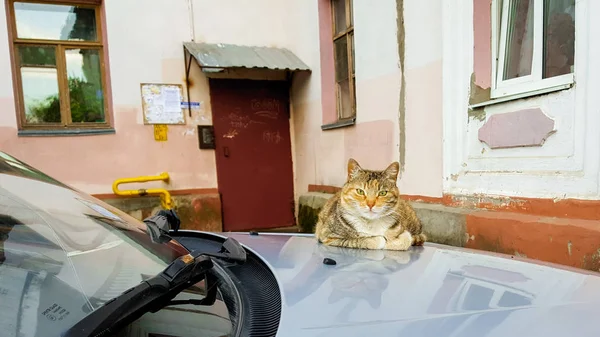 Fryazino Russia 2018 Cute Red Cat Lying Hood Car Yard — Stock Photo, Image
