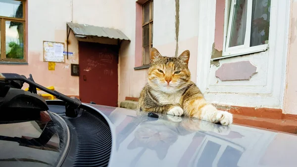 Fryazino 俄罗斯 2018 可爱的红猫躺在车罩上的老房子院子里 — 图库照片