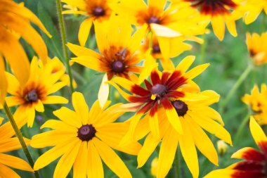 yeşil bir arka plan bahçe yaz çiçek üzerinde parlak sarı çiçek