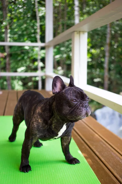 Yaz aylarında terasta yoga halıda yalan brindle Fransız bulldog köpekler pozlar