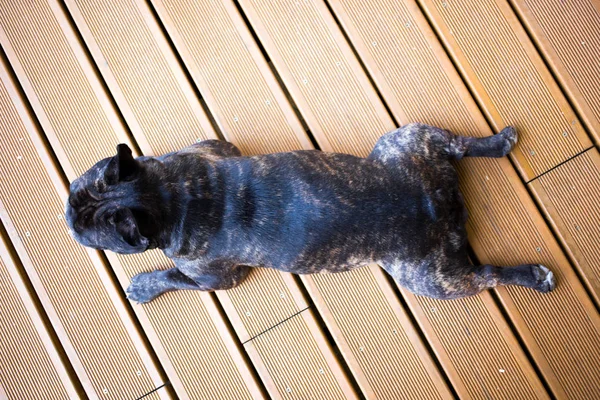 üstten görünüm brindle Fransız buldozer terasta yaz, komik yalan pozlar köpekler