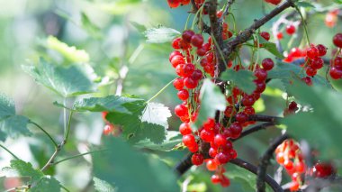 dal, meyve çalılar Olgun kırmızı kuş üzümü