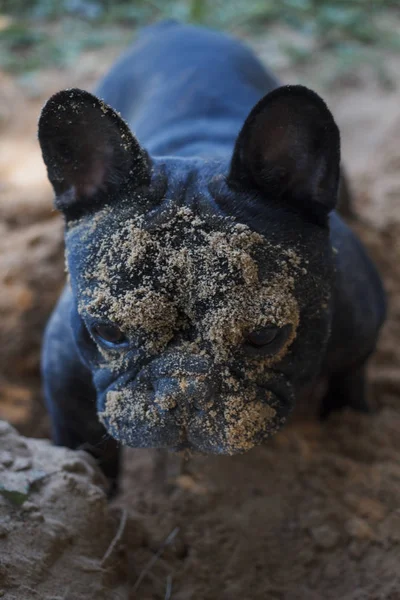 Fransız Buldozer Kumda Oynayan Köpek Namlu Kum Kapat — Stok fotoğraf