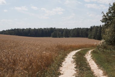çavdar kulaklar, tarım arka plan, kırsal yol olan alana kadar kapatın