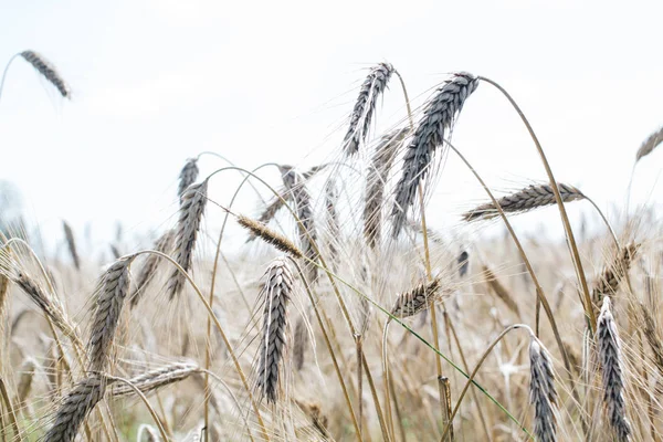 Champ Fermé Avec Épis Seigle Arrière Plan Agricole — Photo