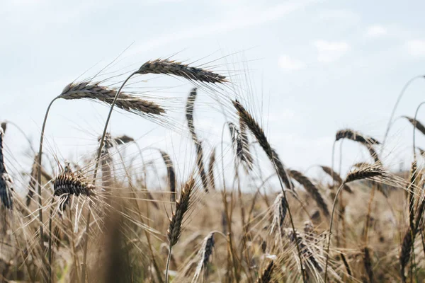 Champ Fermé Avec Épis Seigle Arrière Plan Agricole — Photo