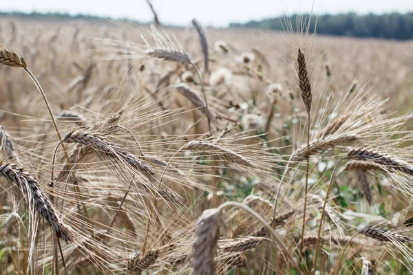 Champ Fermé Avec Épis Seigle Arrière Plan Agricole — Photo