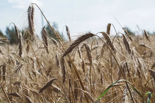 Champ Fermé Avec Épis Seigle Arrière Plan Agricole — Photo