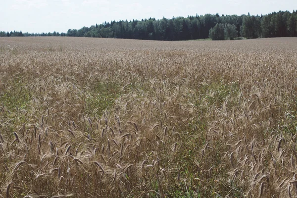 Champ Fermé Avec Épis Seigle Arrière Plan Agricole — Photo